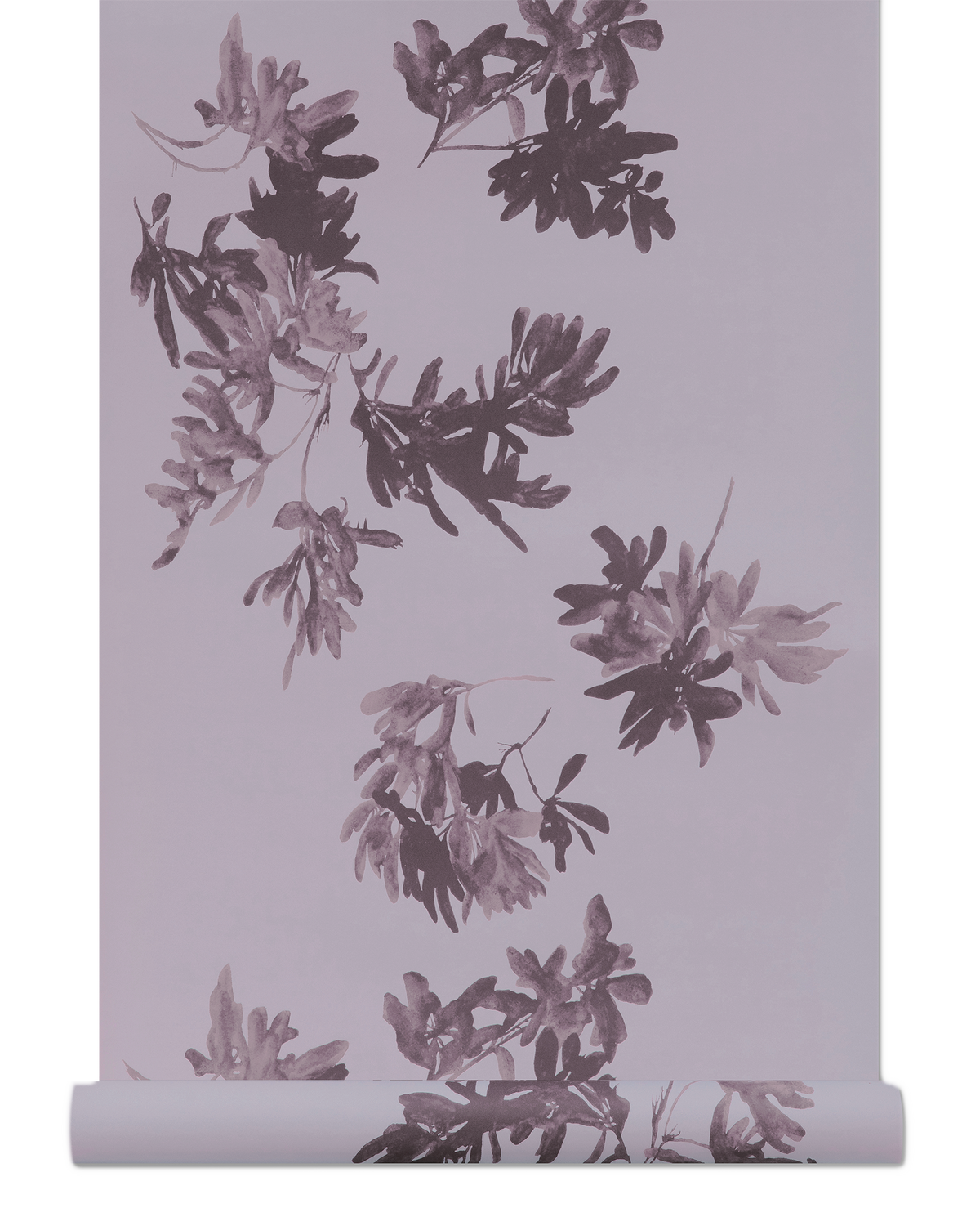 Pittosporum Wallpaper
