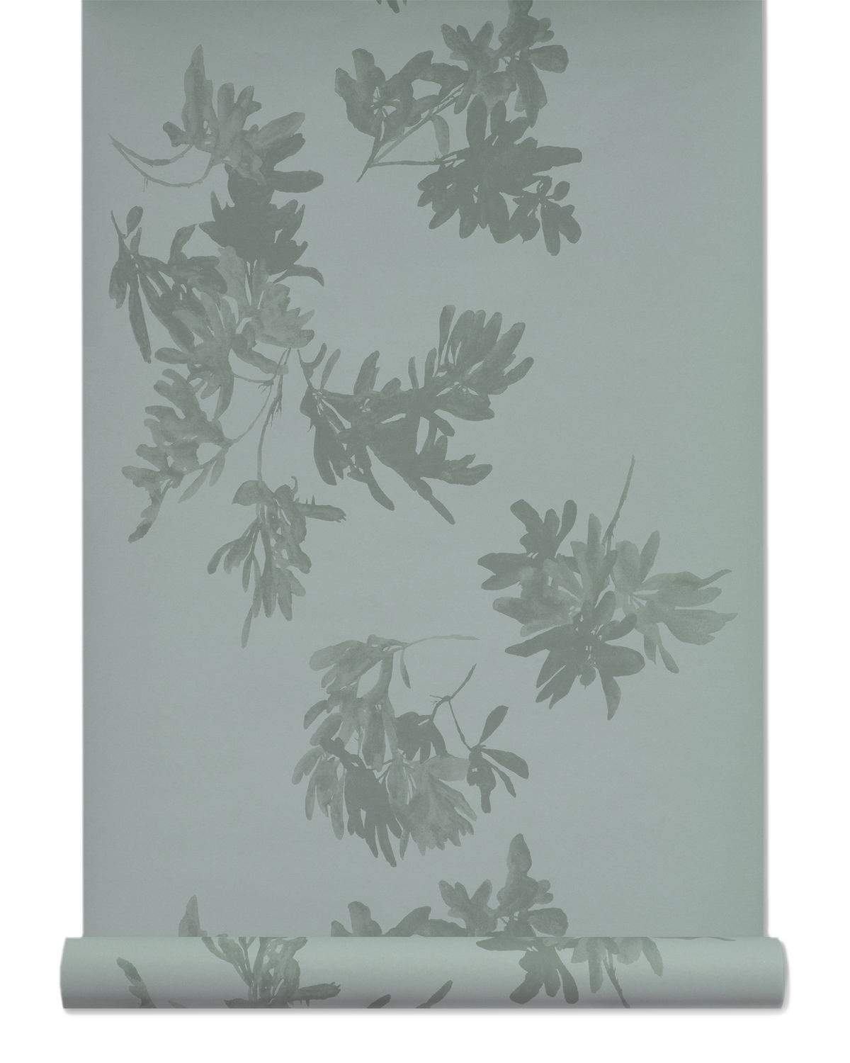 Pittosporum Wallpaper