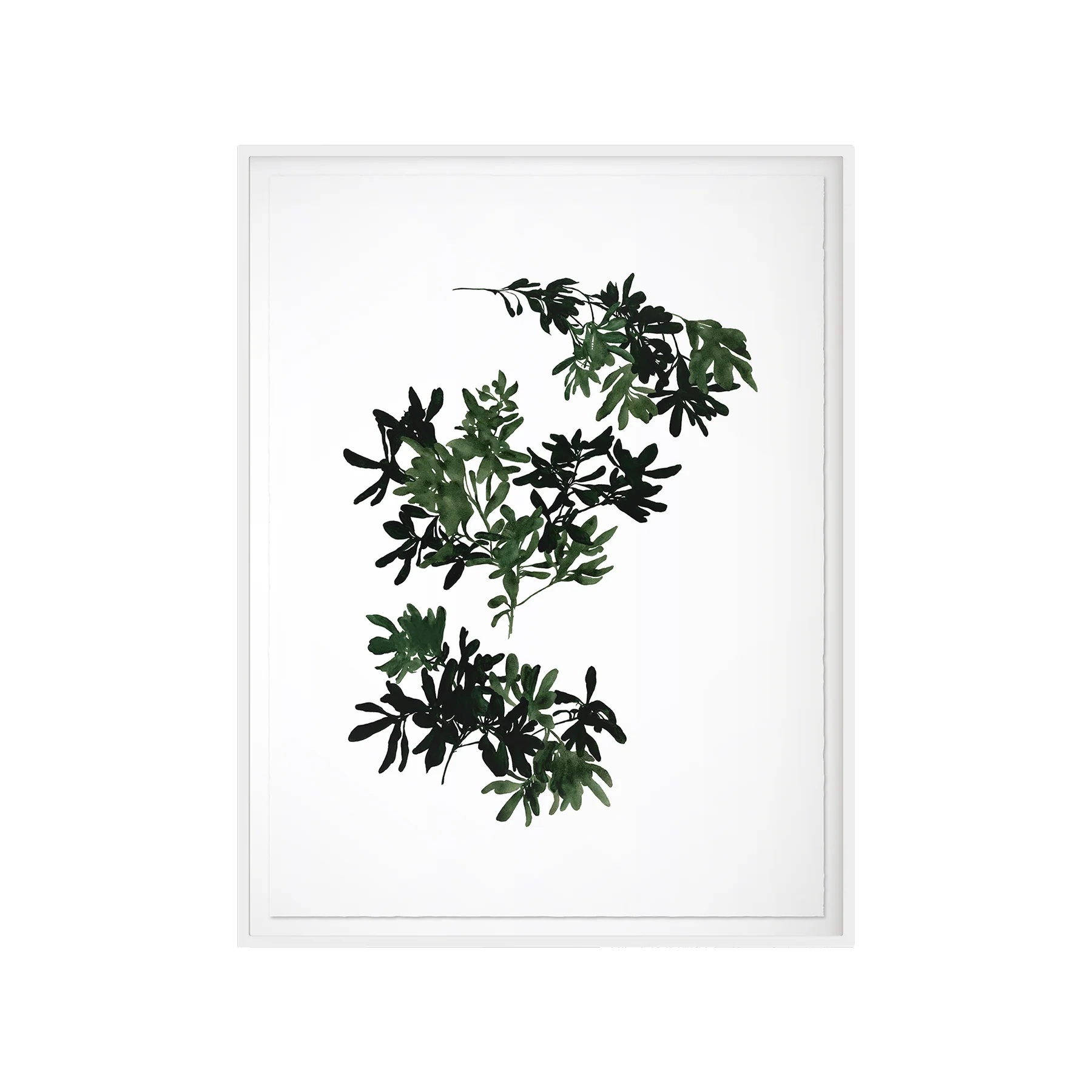 Pittosporum Art