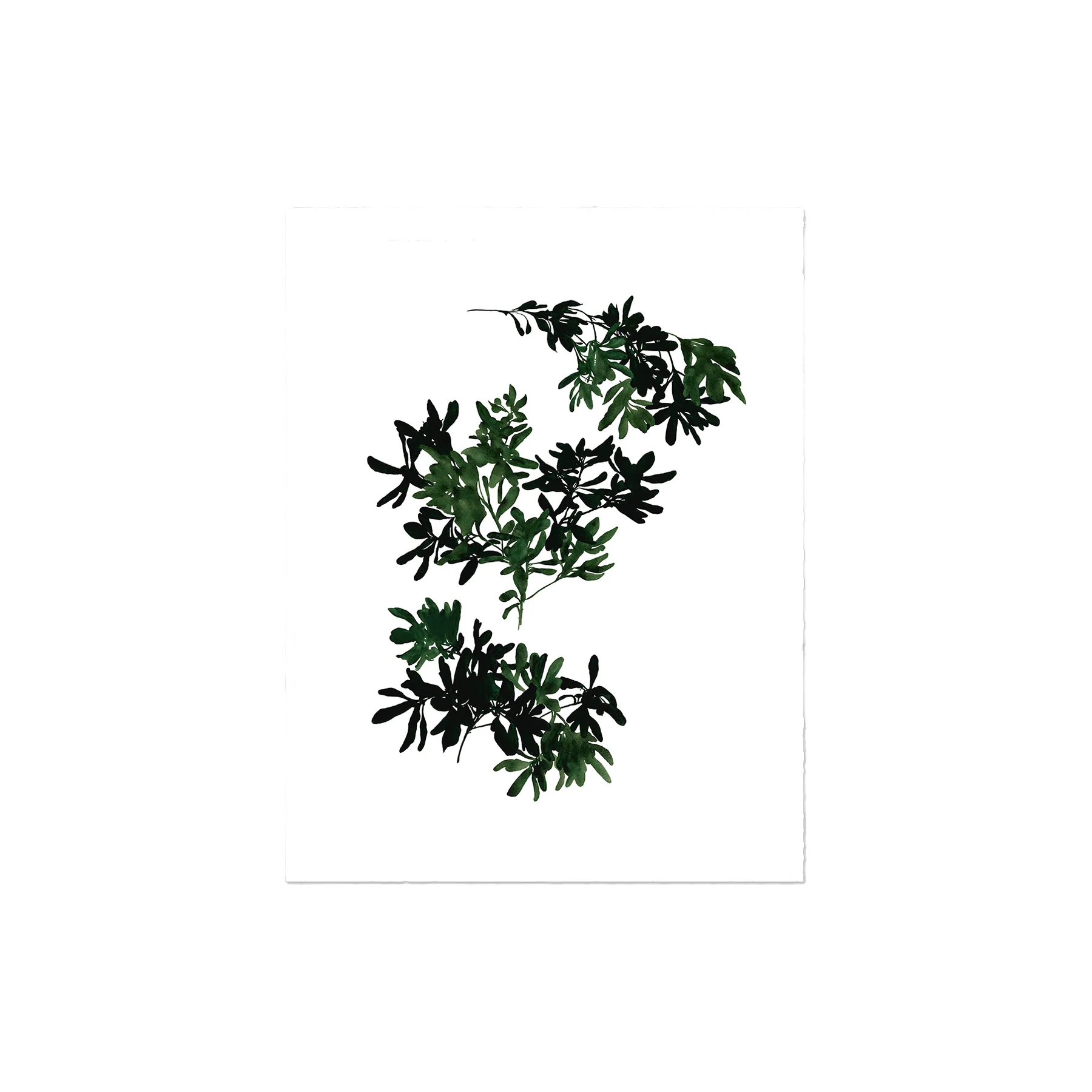 Pittosporum Art