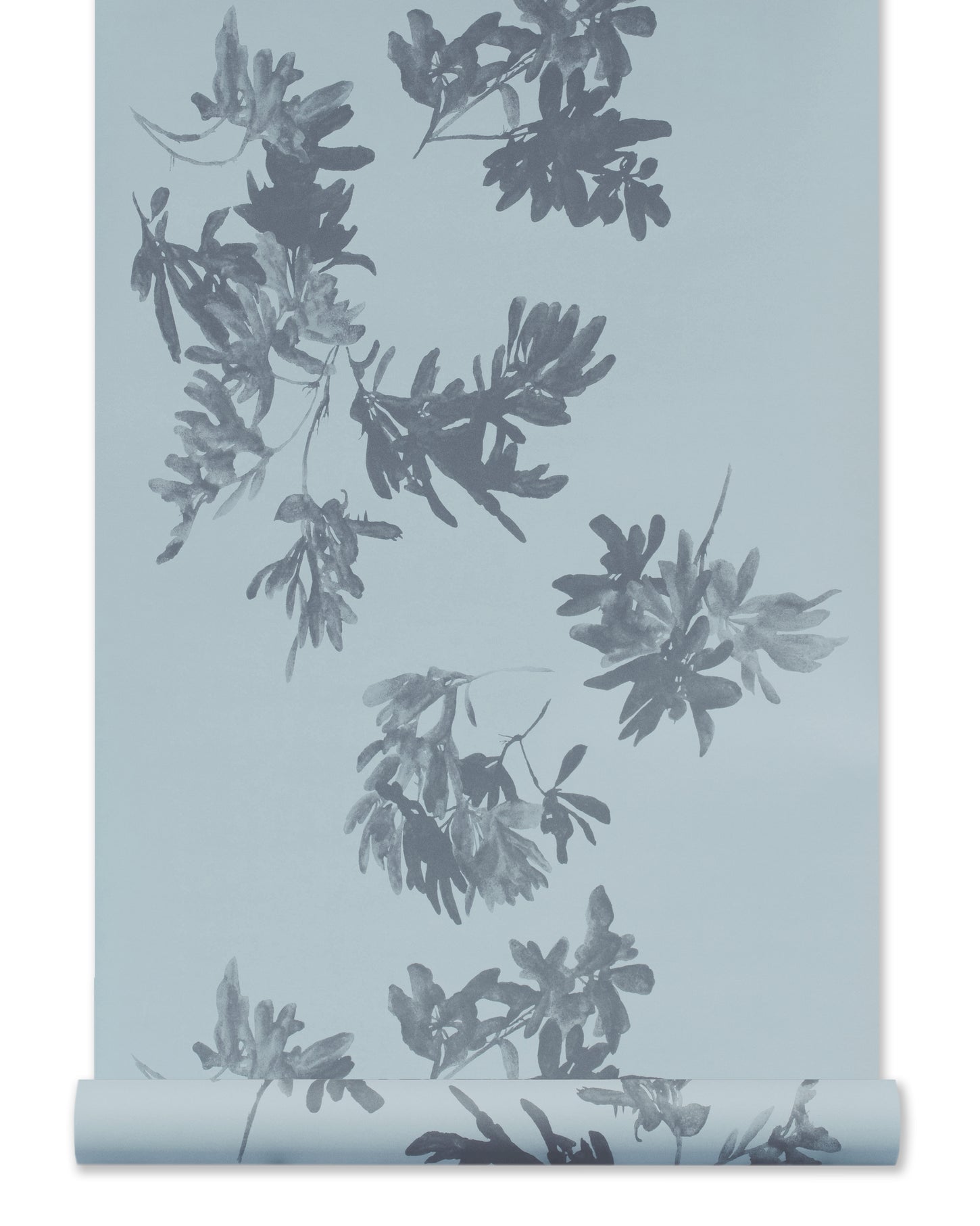 Pittosporum Wallpaper