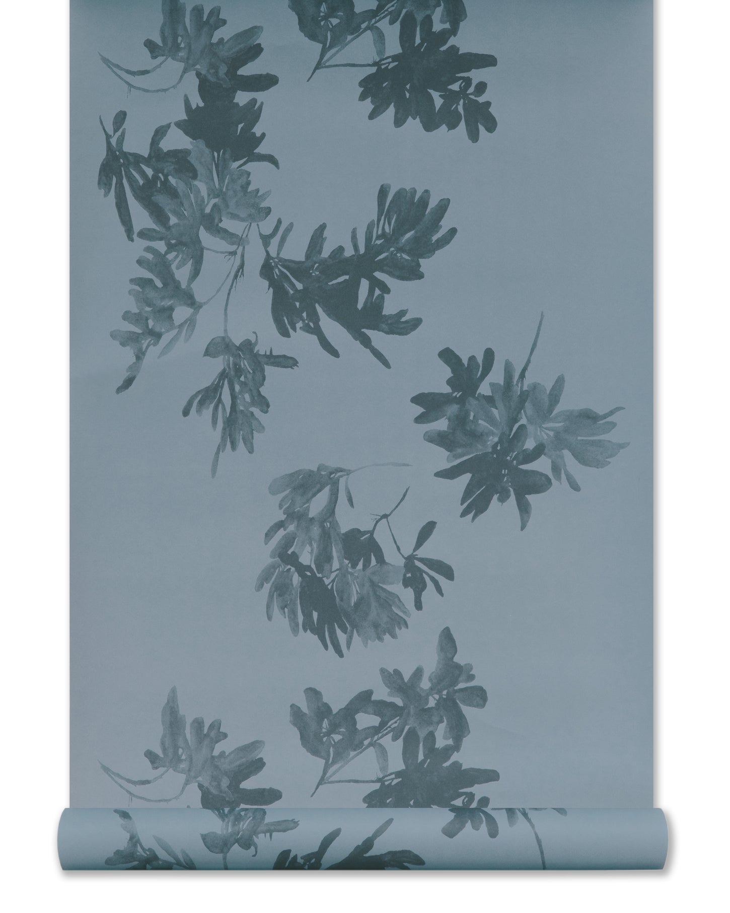 Pittosporum Wallpaper