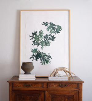 Pittosporum Art