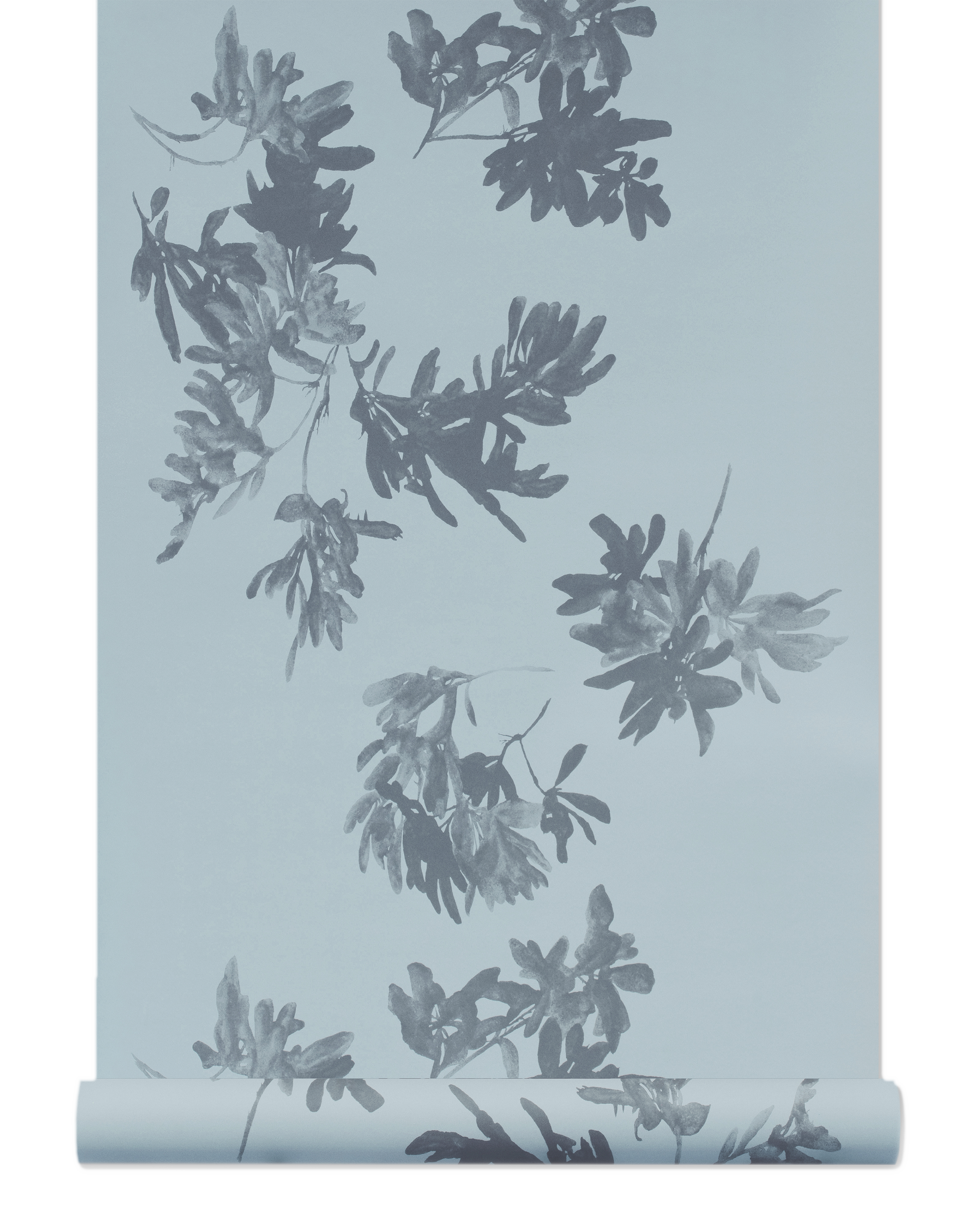 Pittosporum Wallpaper