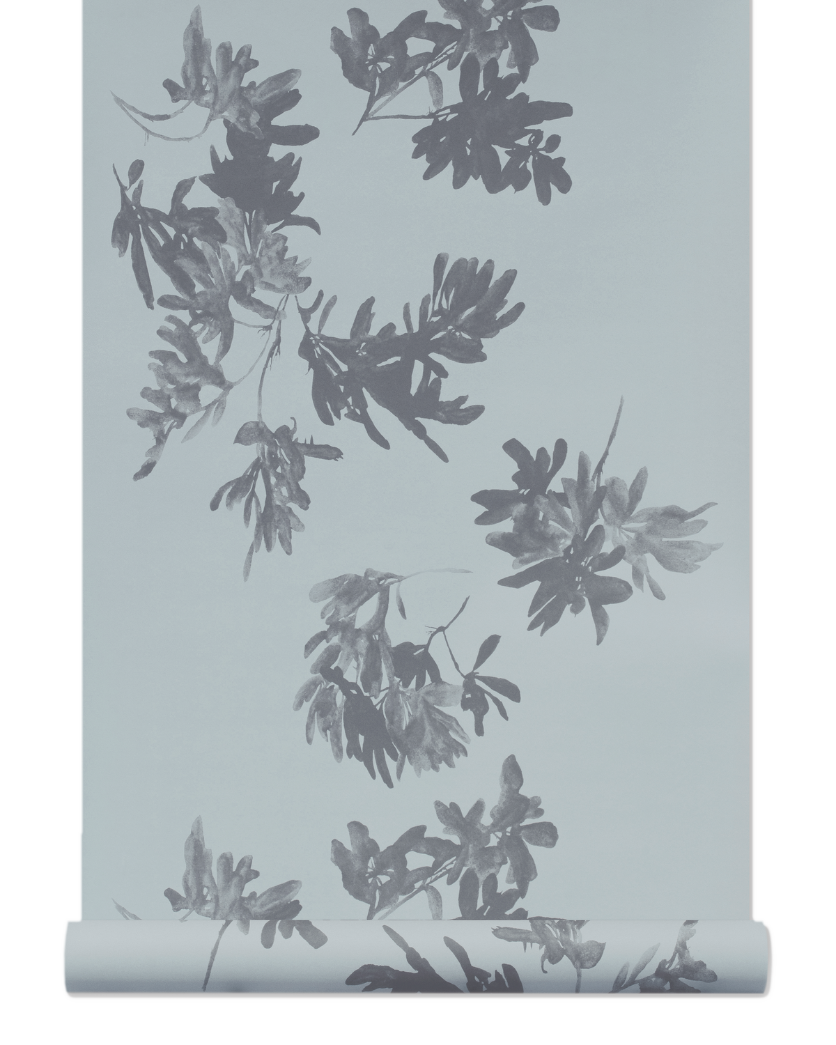 Pittosporum Wallpaper