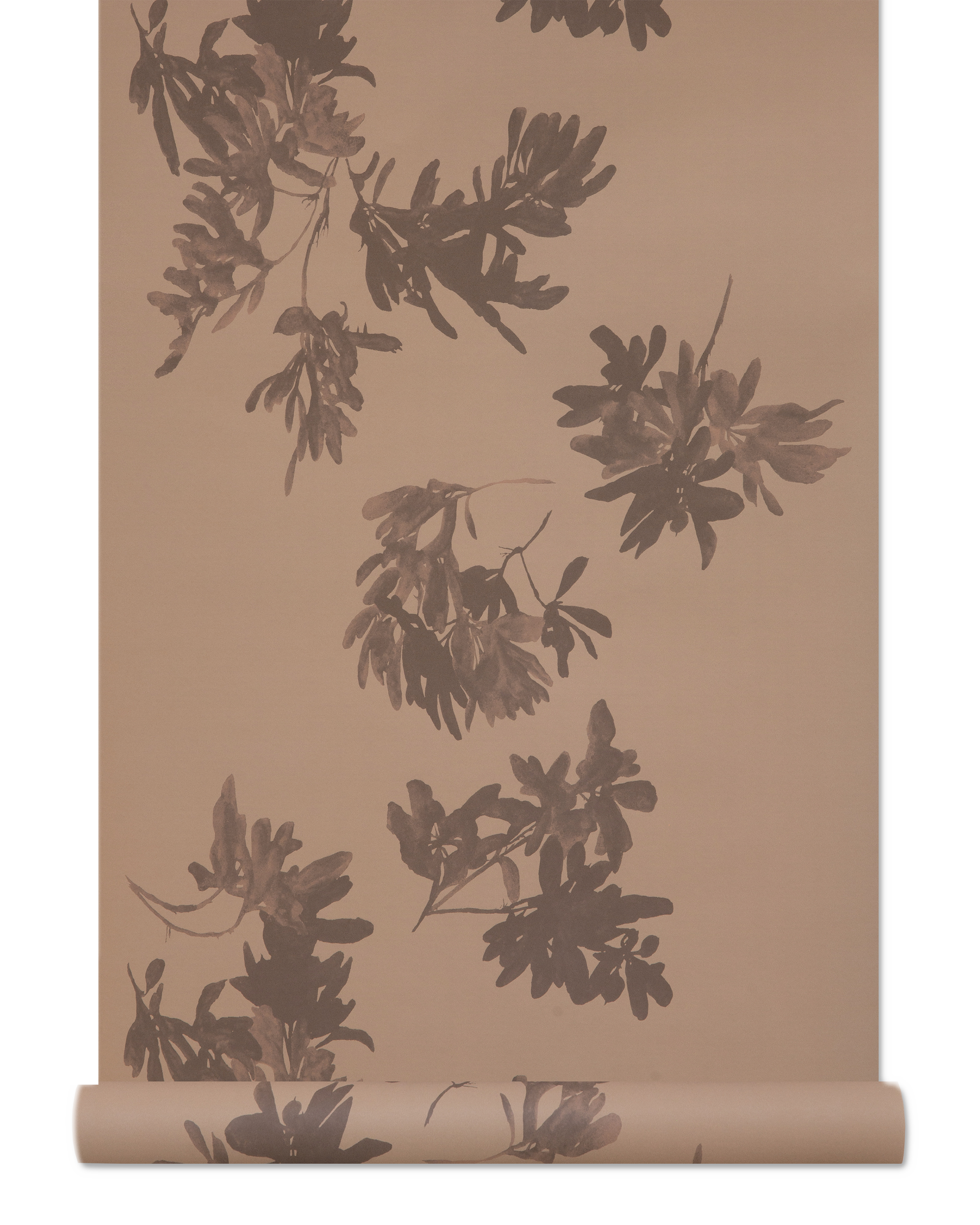 Pittosporum Wallpaper