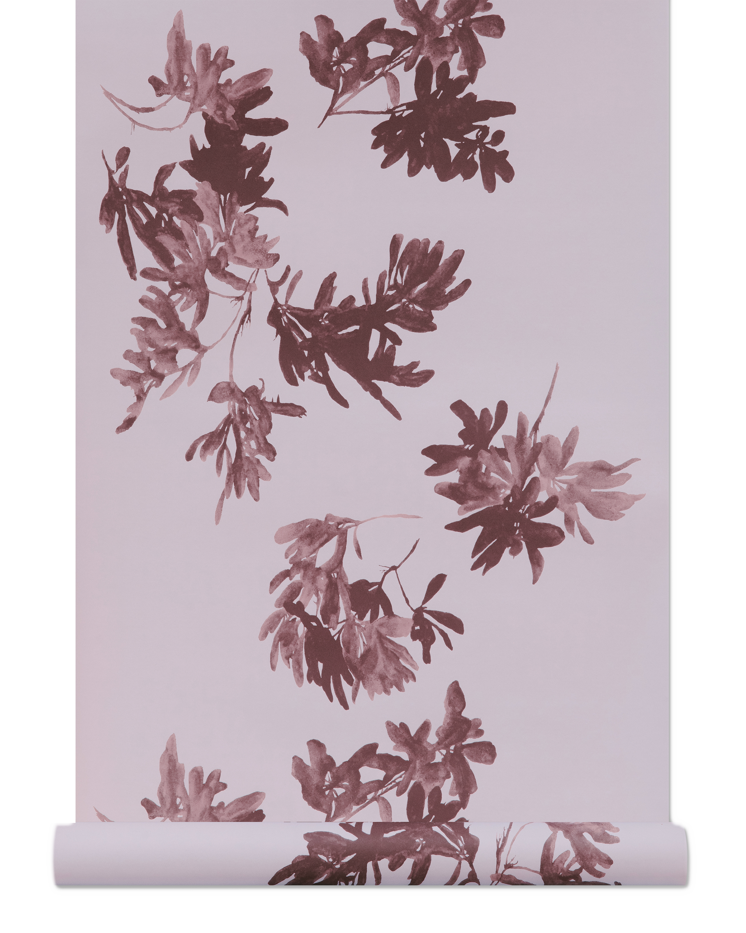 Pittosporum Wallpaper