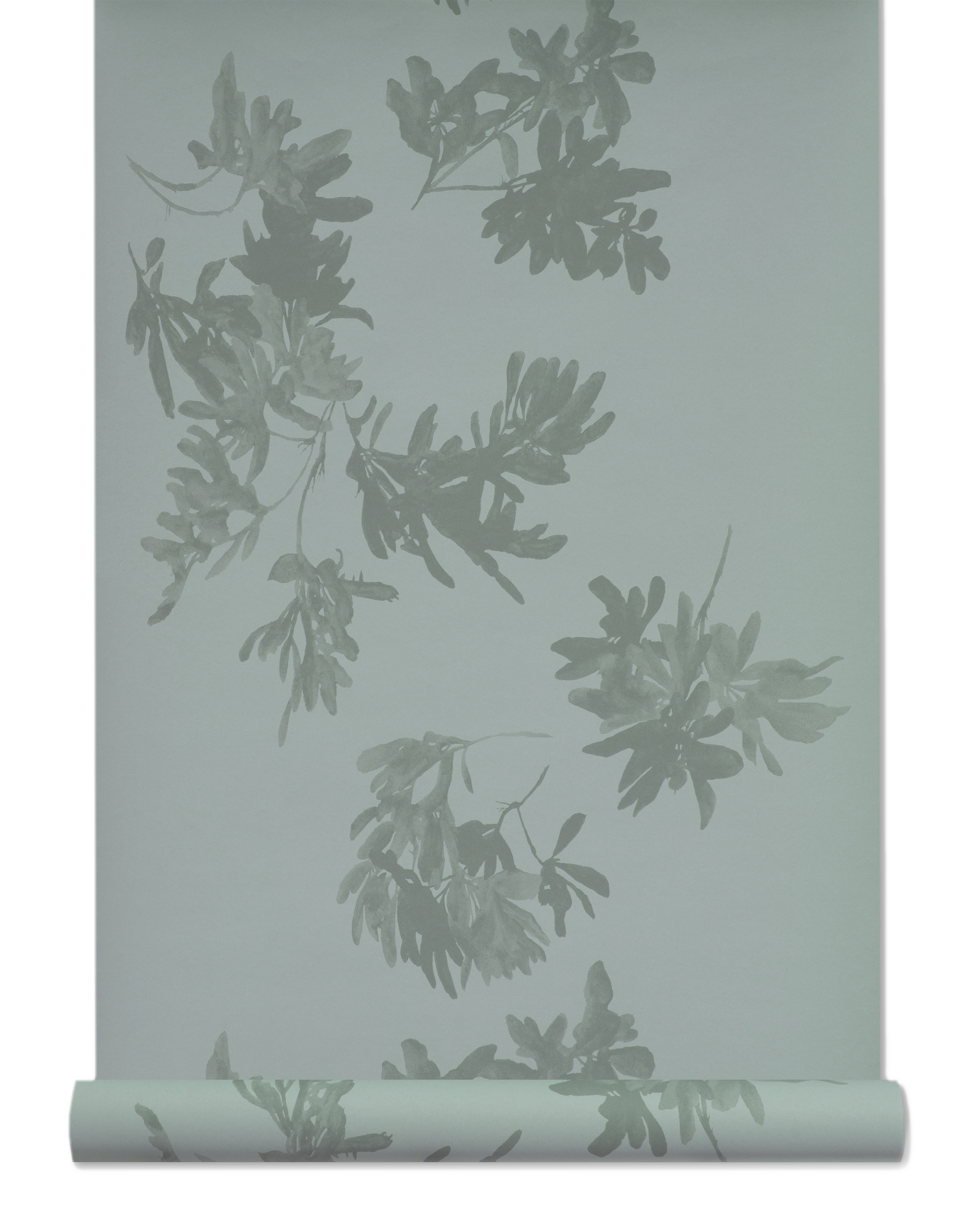 Pittosporum Wallpaper