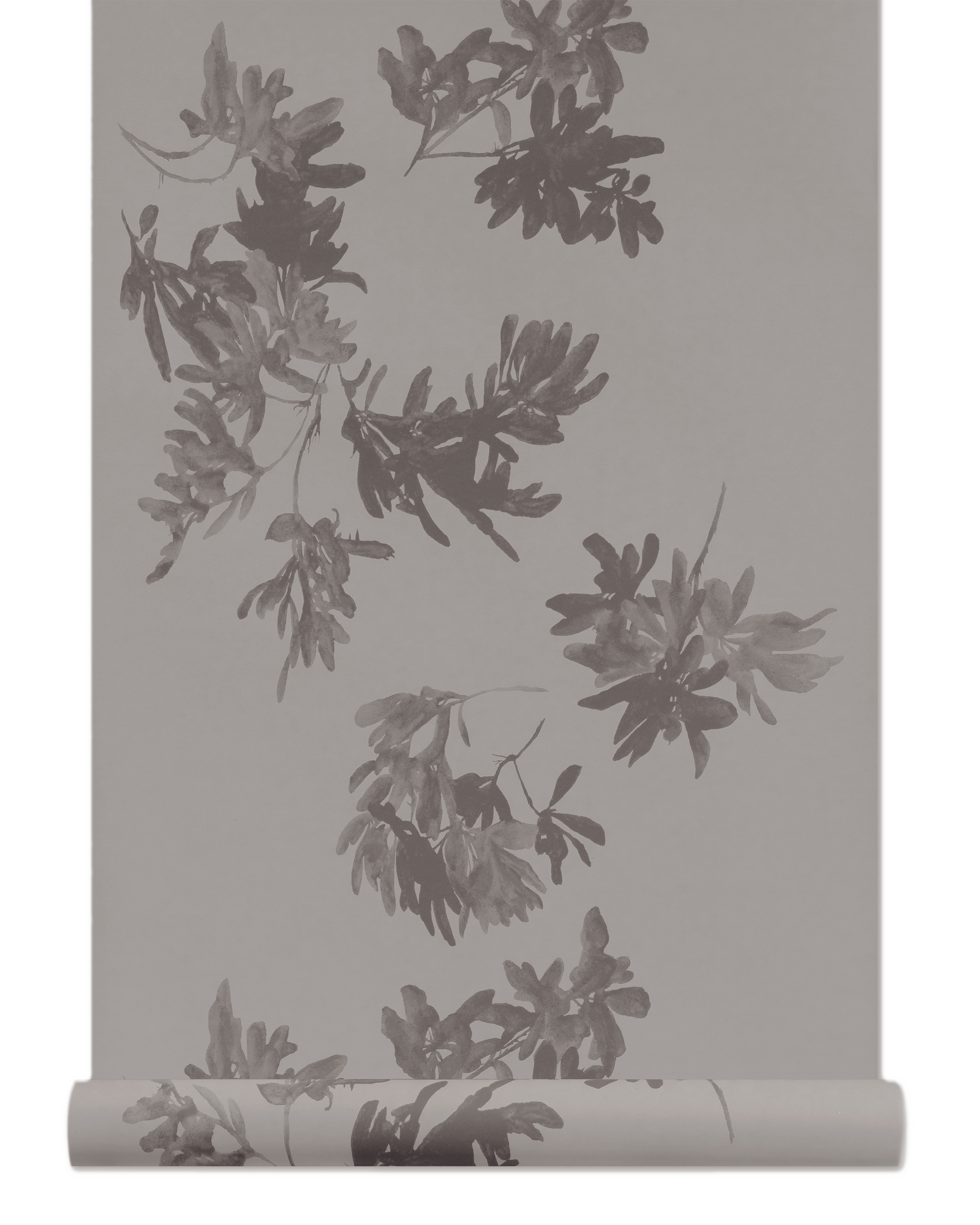 Pittosporum Wallpaper