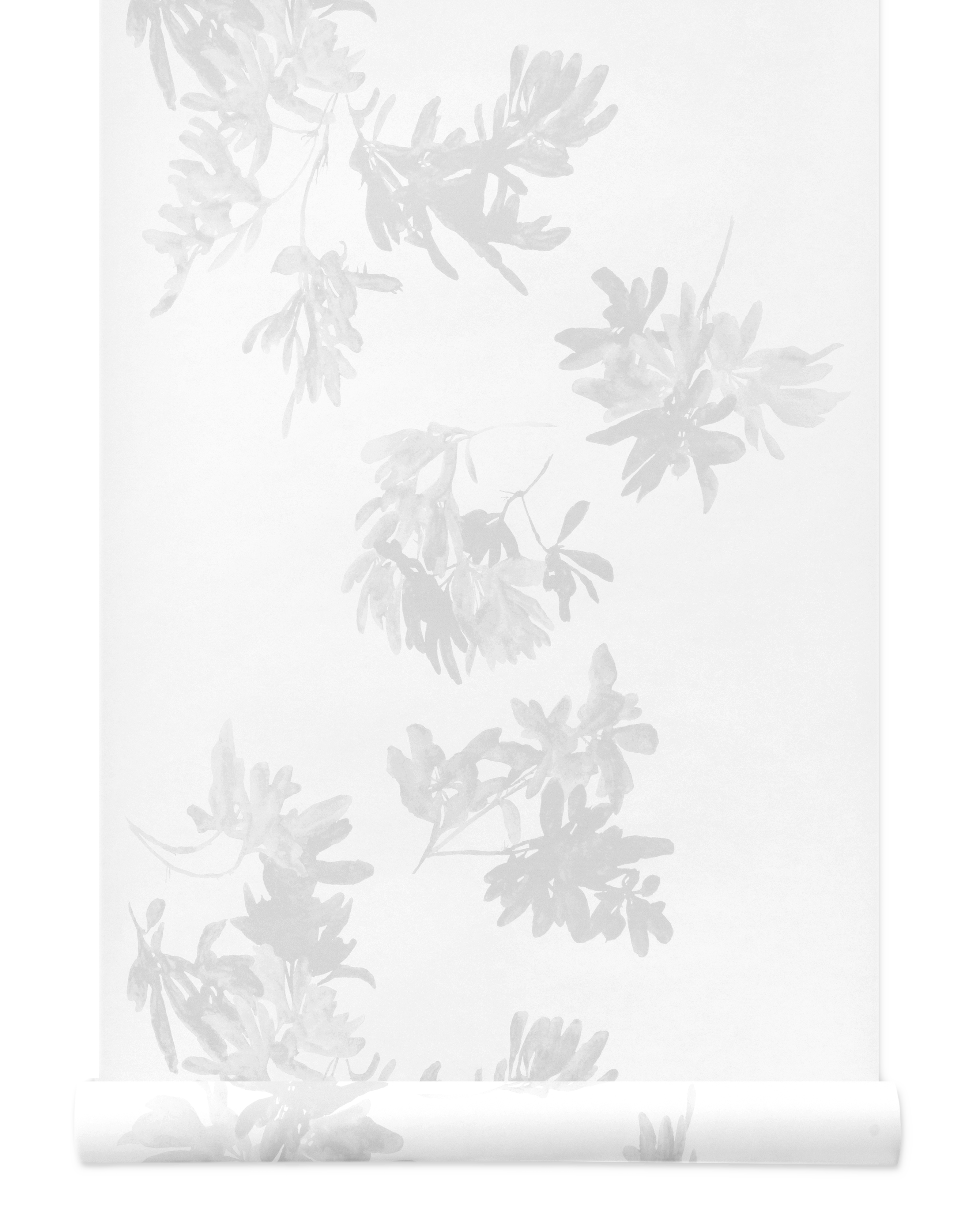 Pittosporum Wallpaper