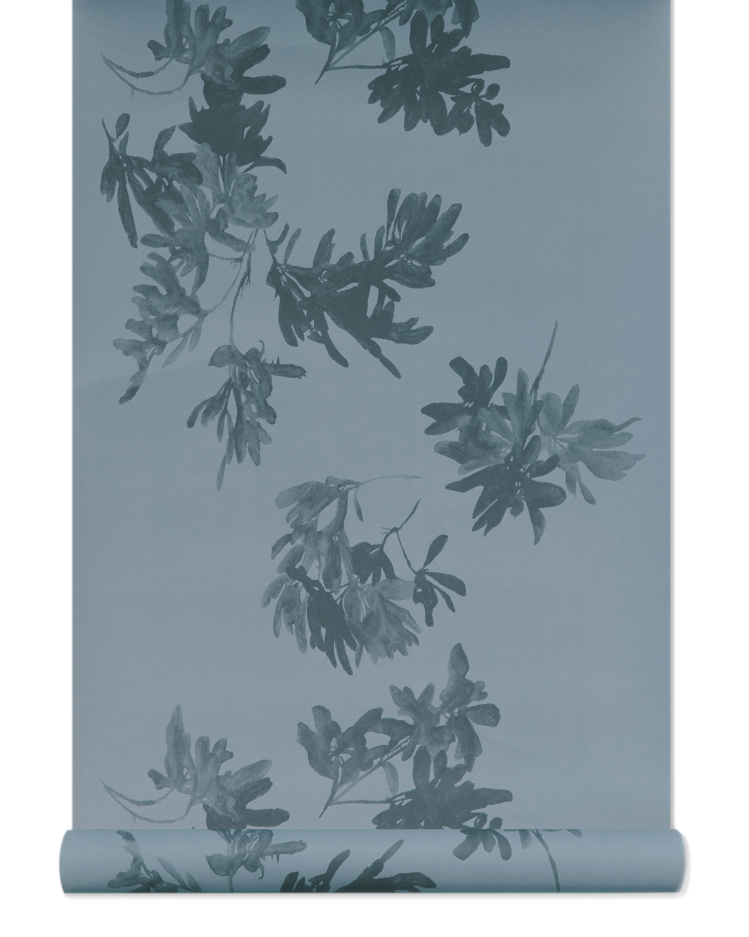 Pittosporum Wallpaper