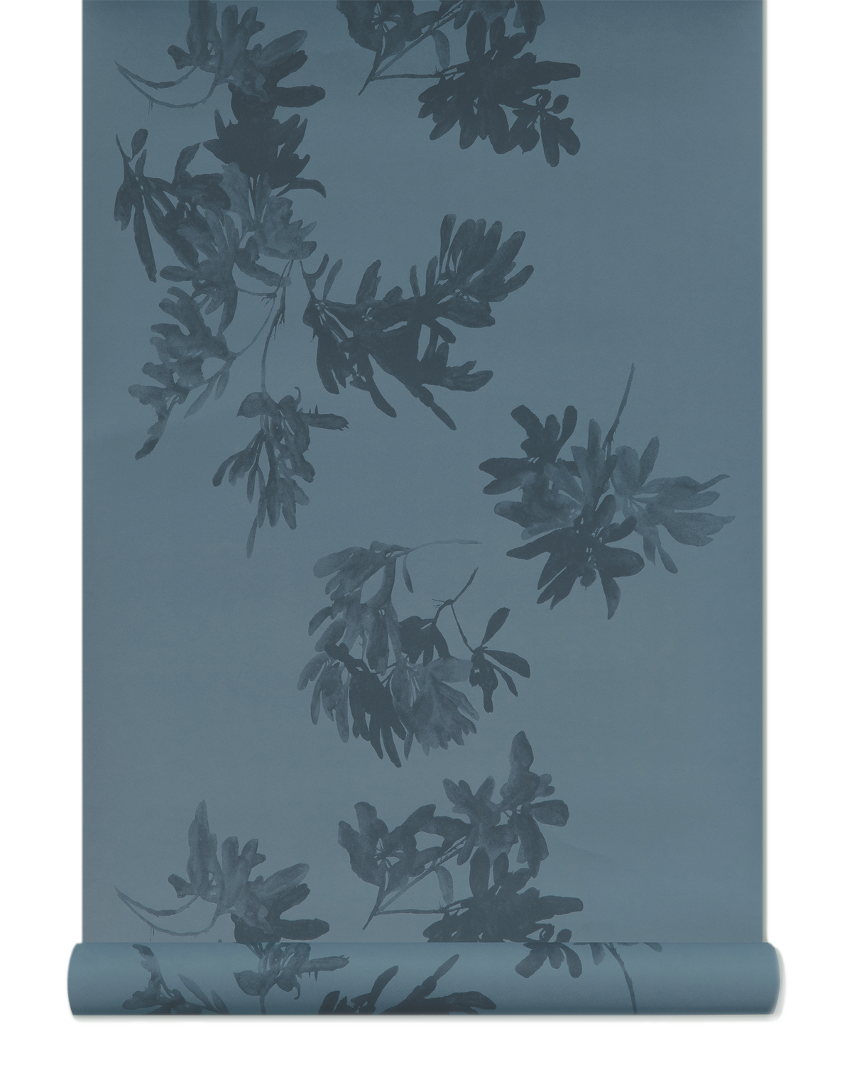 Pittosporum Wallpaper