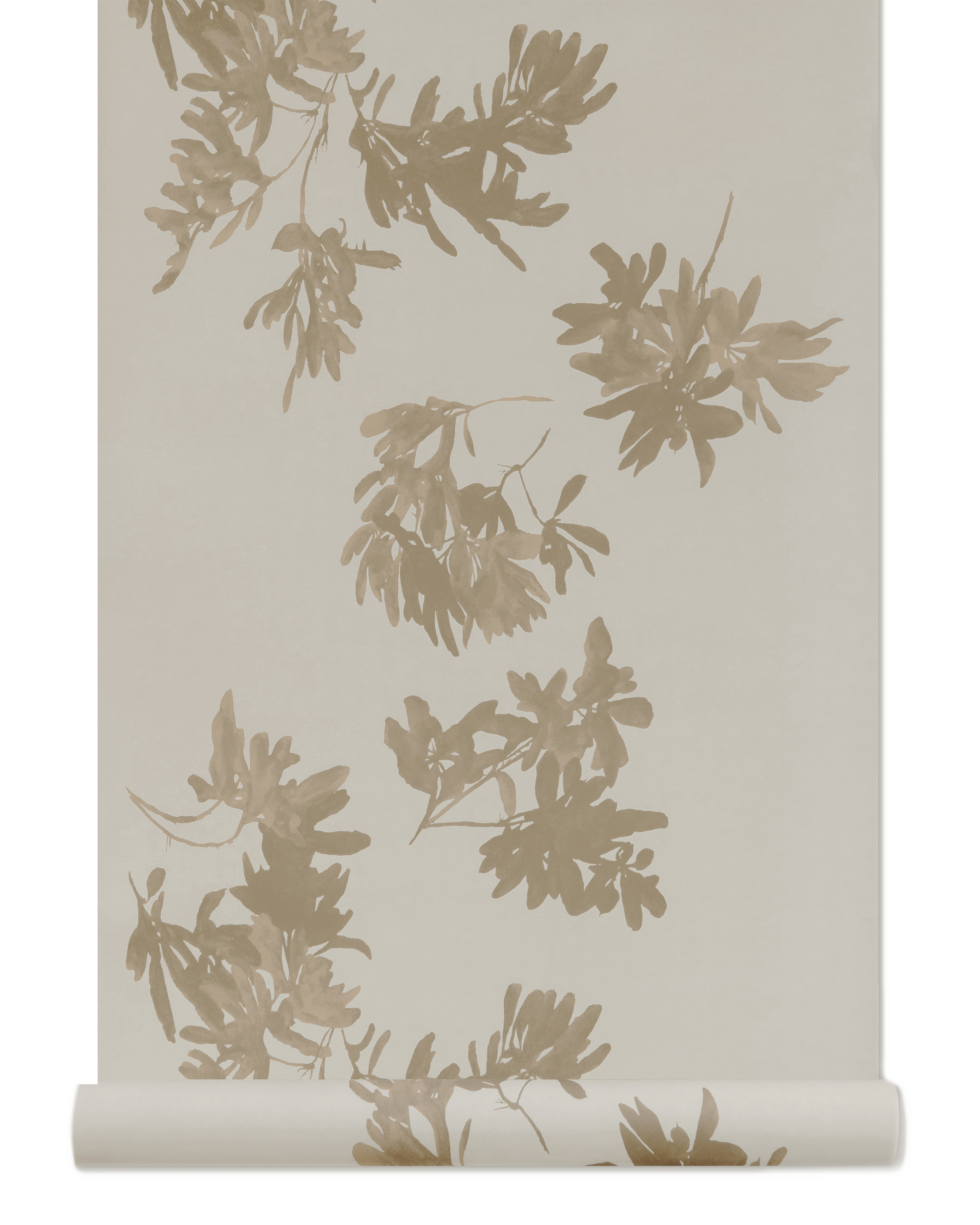 Pittosporum Wallpaper