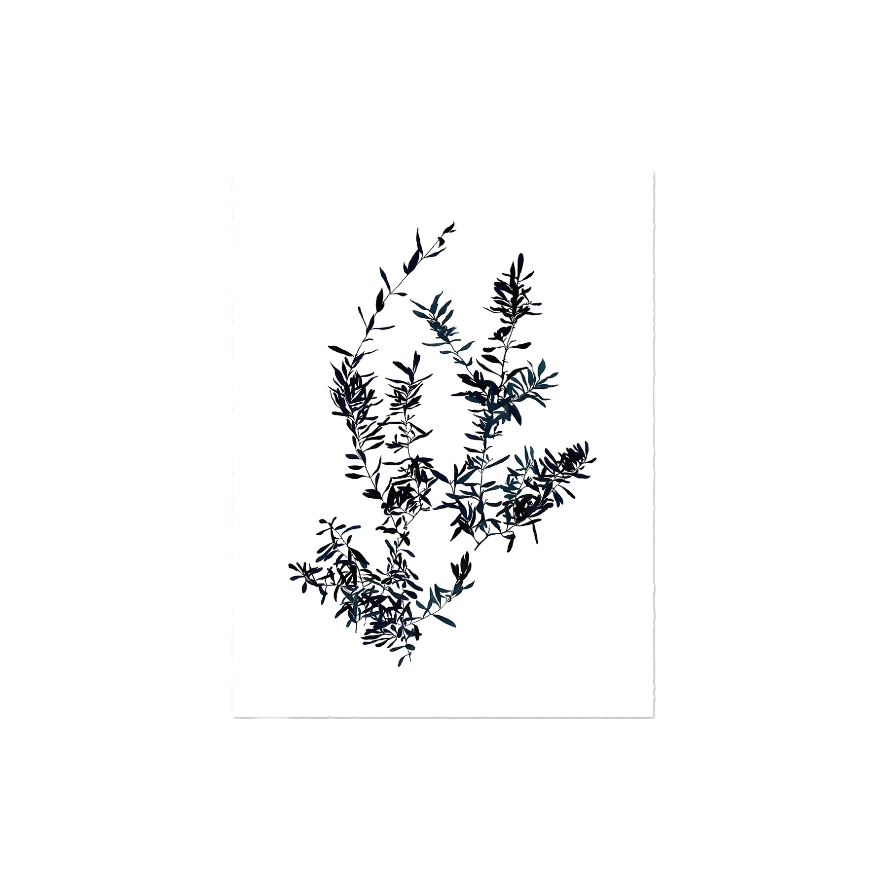 Olive Branch Art