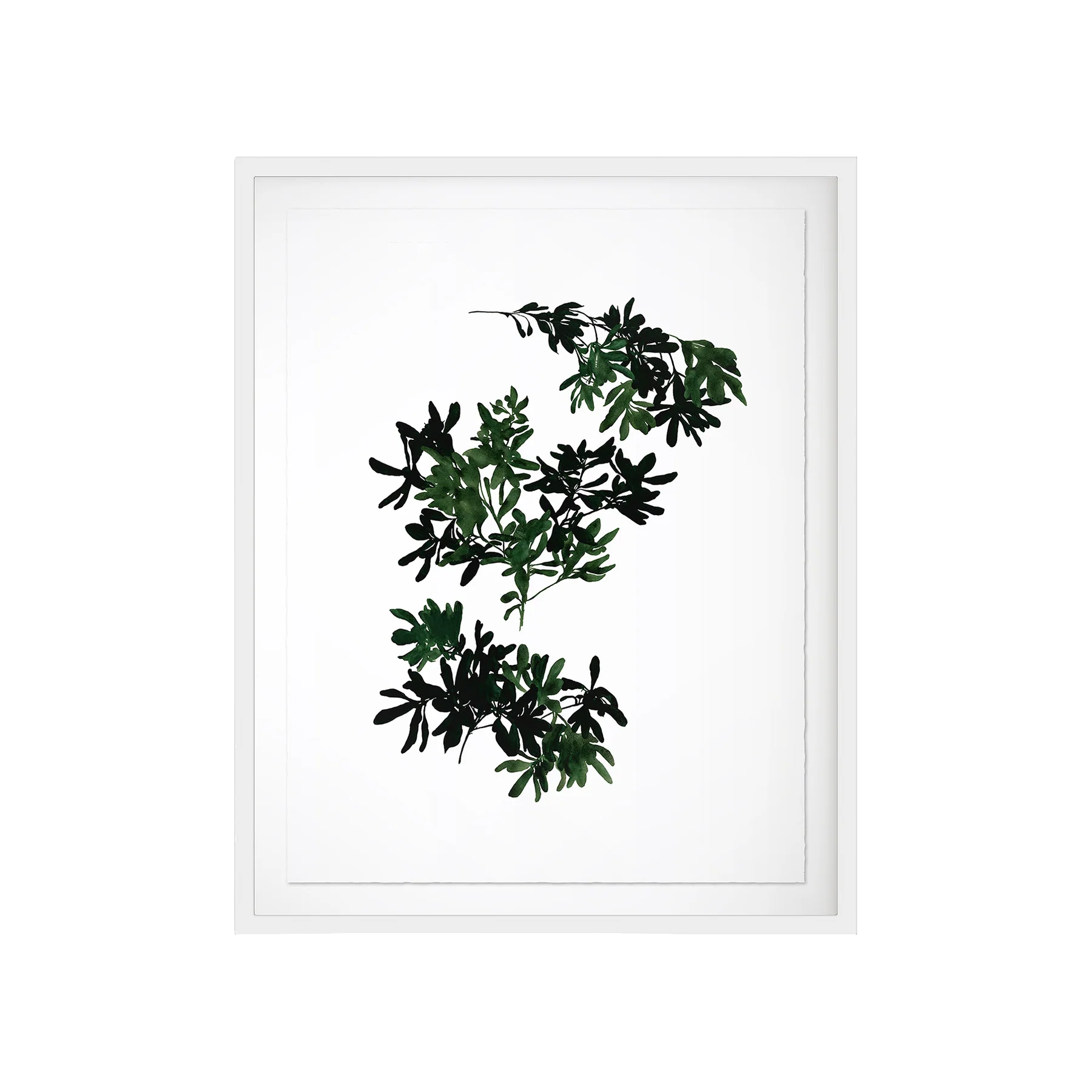 Pittosporum Art