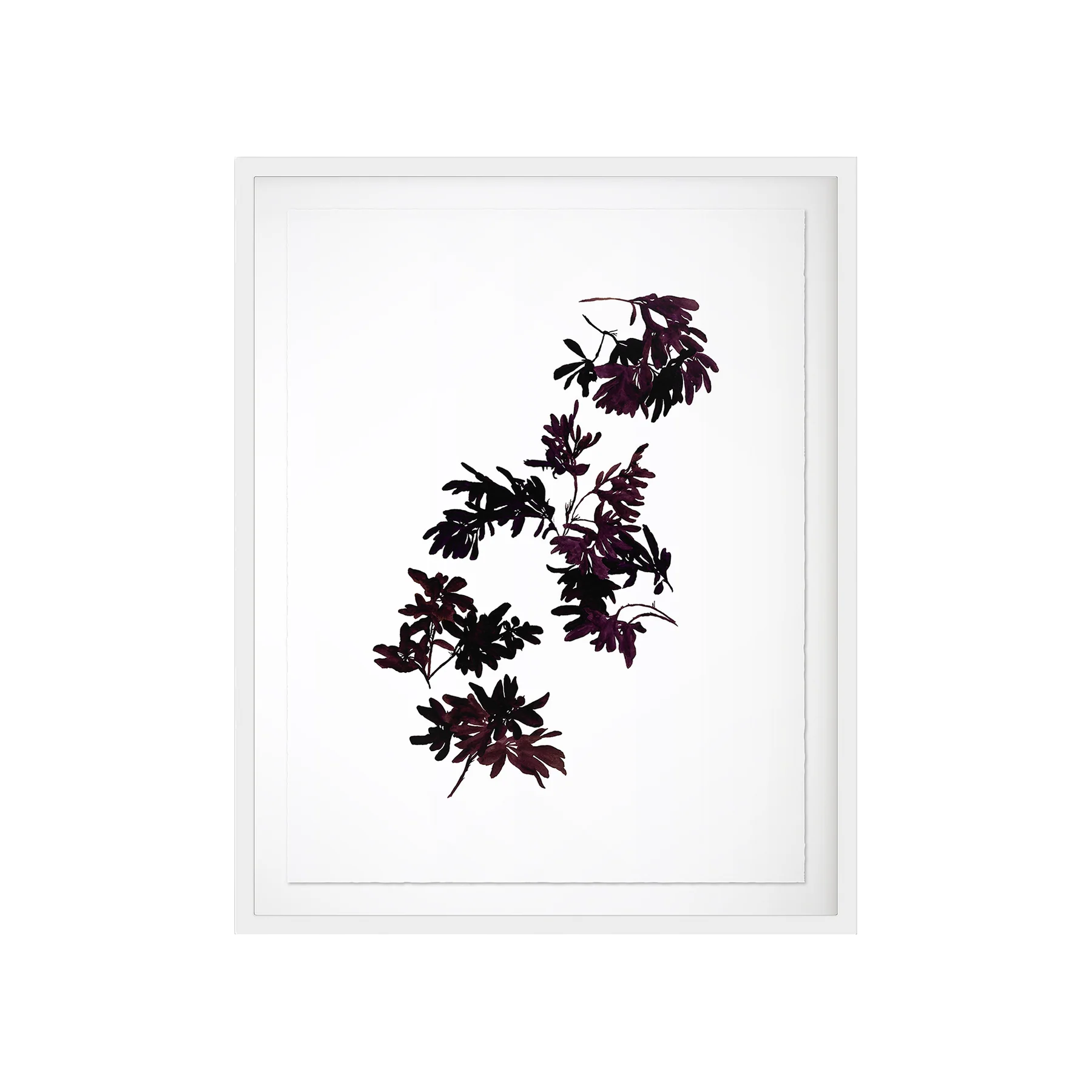 Pittosporum Art