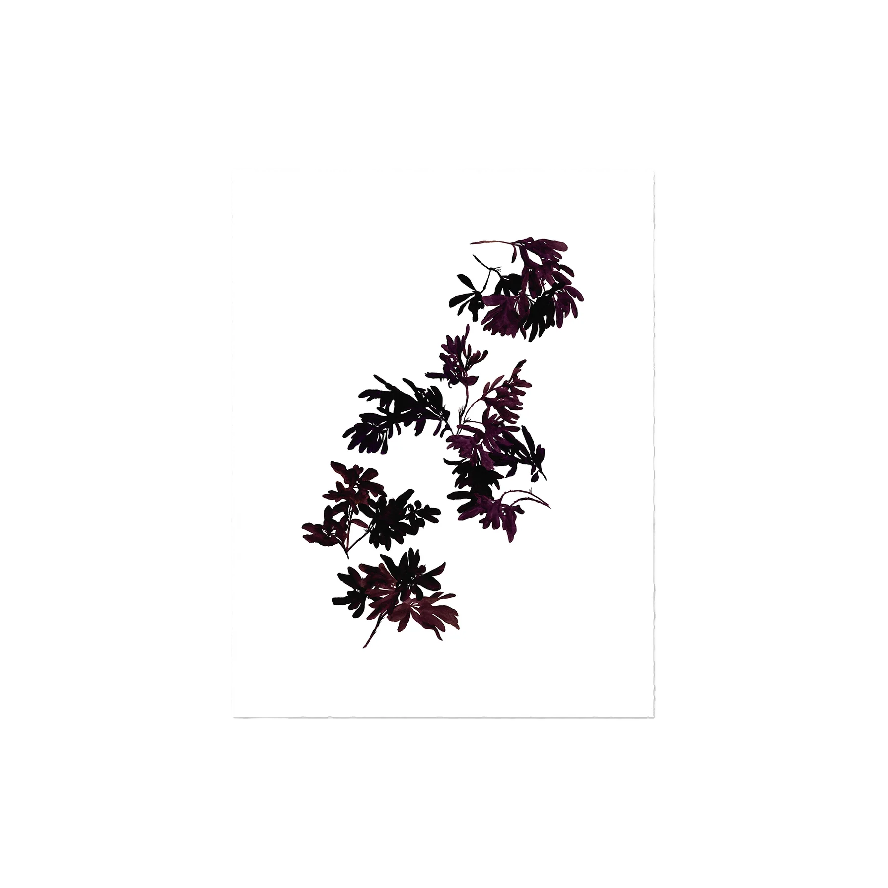 Pittosporum Art