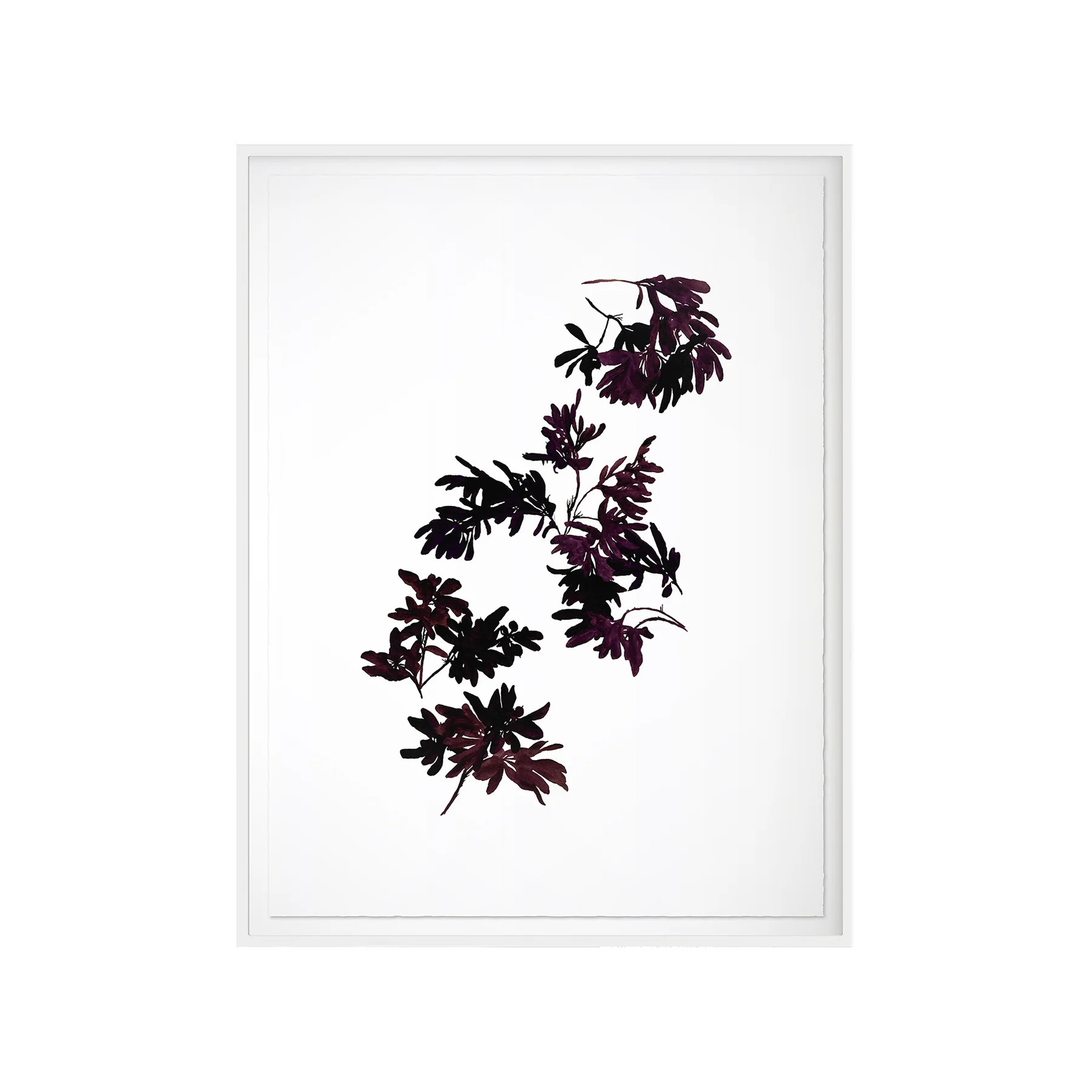 Pittosporum Art