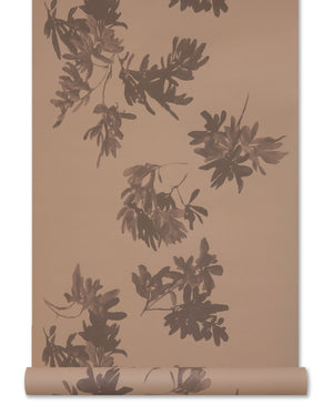 Pittosporum Wallpaper