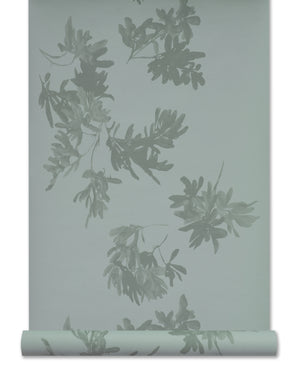 Pittosporum Wallpaper