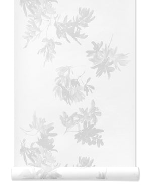 Pittosporum Wallpaper